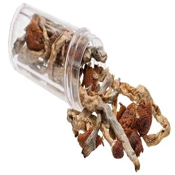 Shop Magic Mushrooms Penis Envy Online