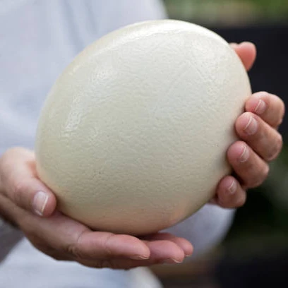 OSTRICH EGGS