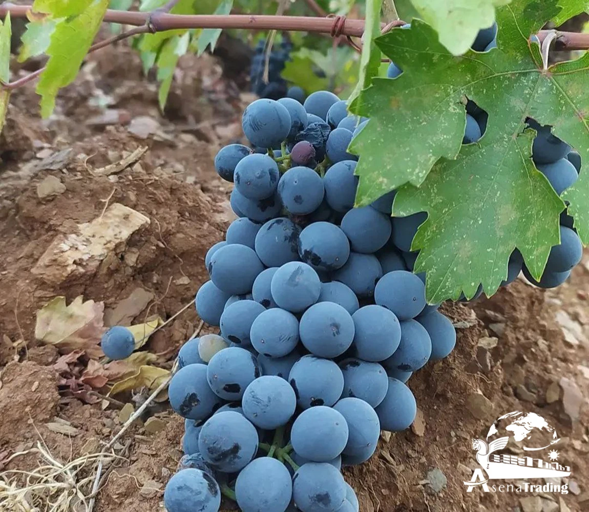 Fresh Top Quality seedless grape in cartoon and plastic wholesale best price healthy fruit sweet juicy