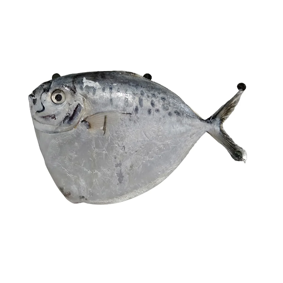 Frozen Whole Round Moon Fish for Sale
