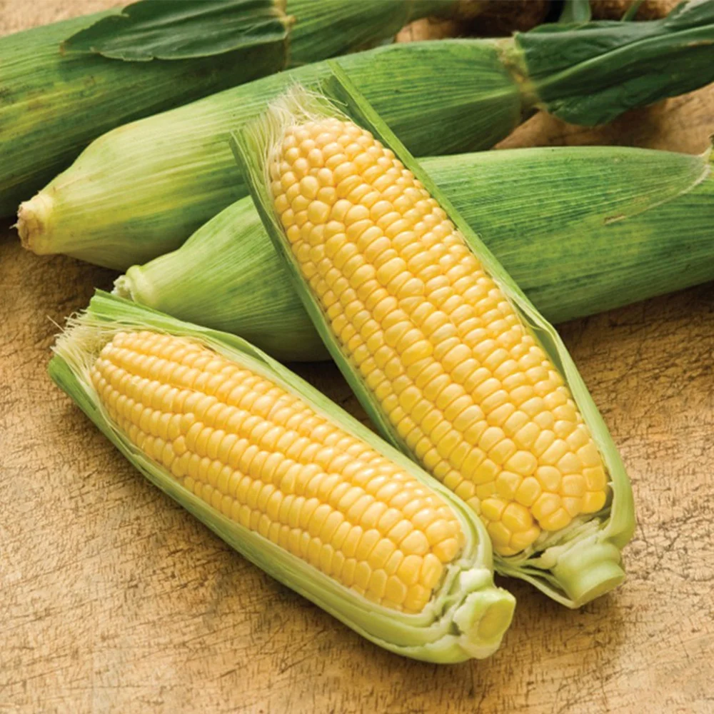 High quality Fresh vegetables and fruits AMERICAN CORN Cheap Price
