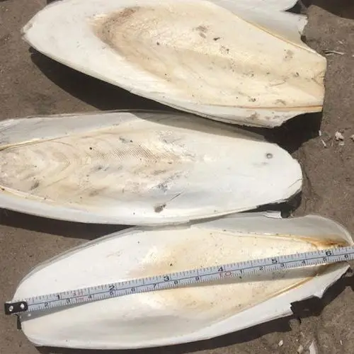 
QuUALITY CUTTLE FISH BONE/ CUTTLE SQUID BONE 