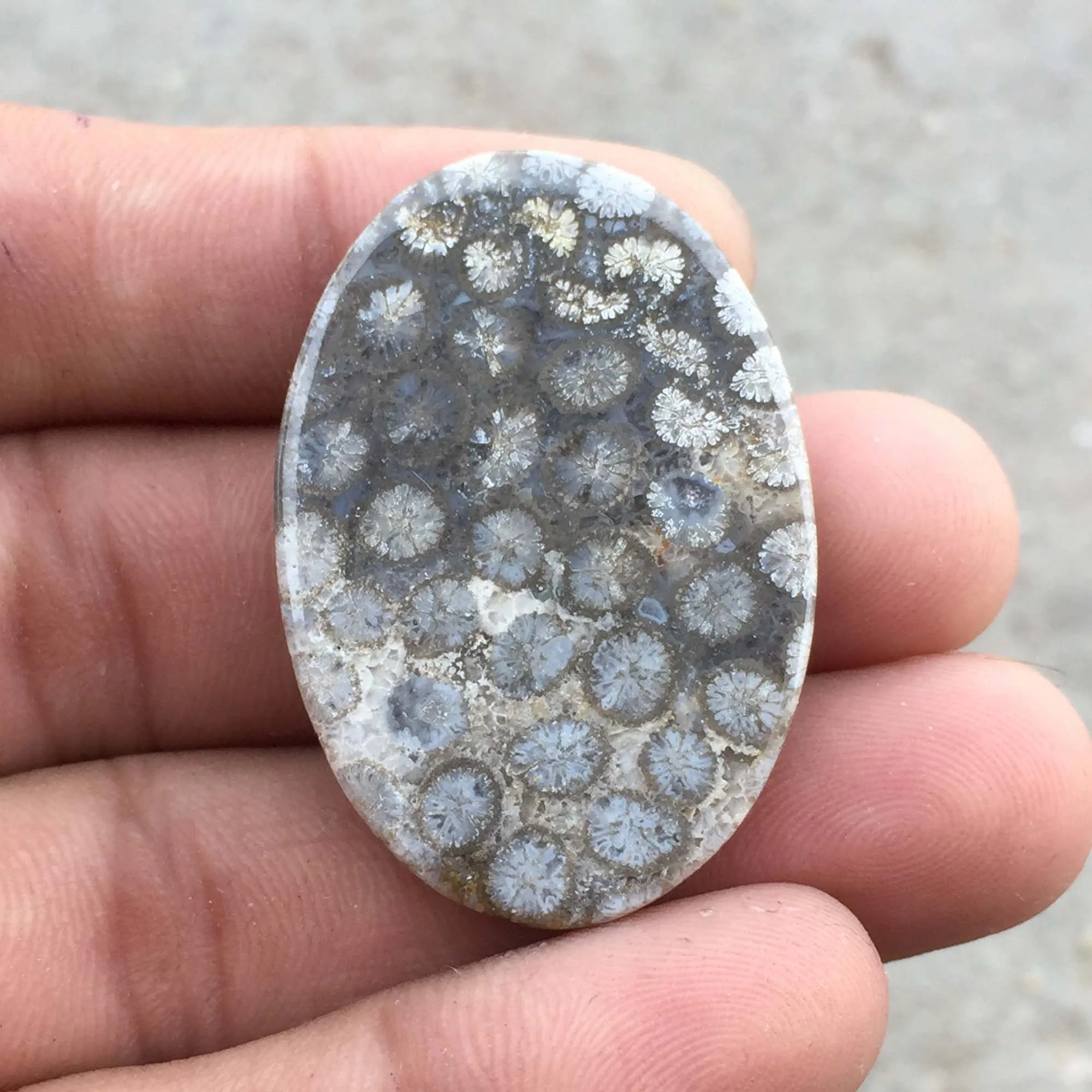 Fossil Coral 100% Natural Gemstone Cabochons High Quality Fossil Coral Stone Polished At Wholesale Price