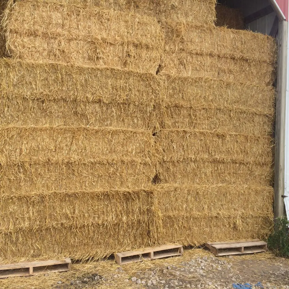 Wheat straw hay bales for sale