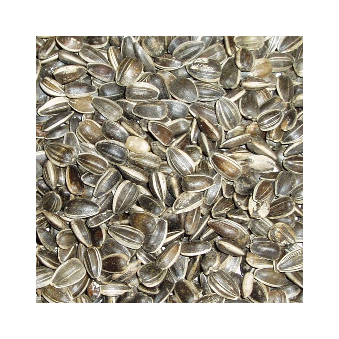 100% натуральные подсолнечники и семена без ГМО оптом натуральный Казахстан органический Подсолнечник