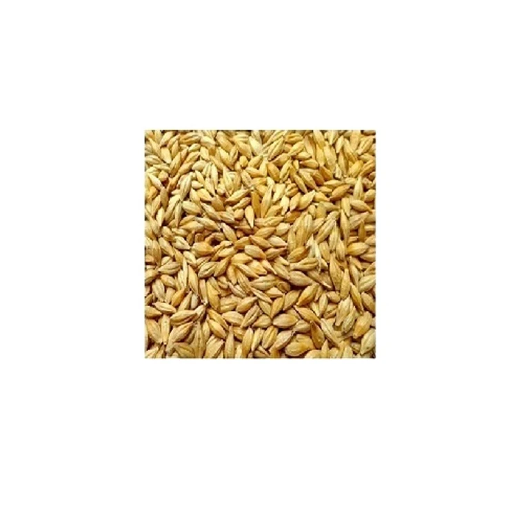 Great Quality 2022 Crop Bulk Selling Natural Organic Animal Feed Barley Malt Organic Yellow Mustard Seeds for Sale (1600397284247)