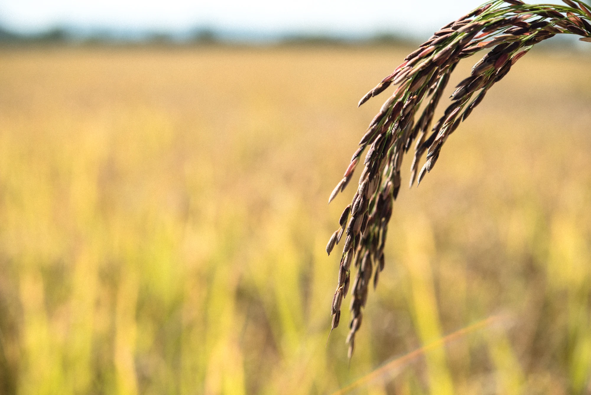 Высококачественный органический рисовый рис с длинным зерном по отличной цене 1 кг первоклассный экспортный продукт из Таиланда