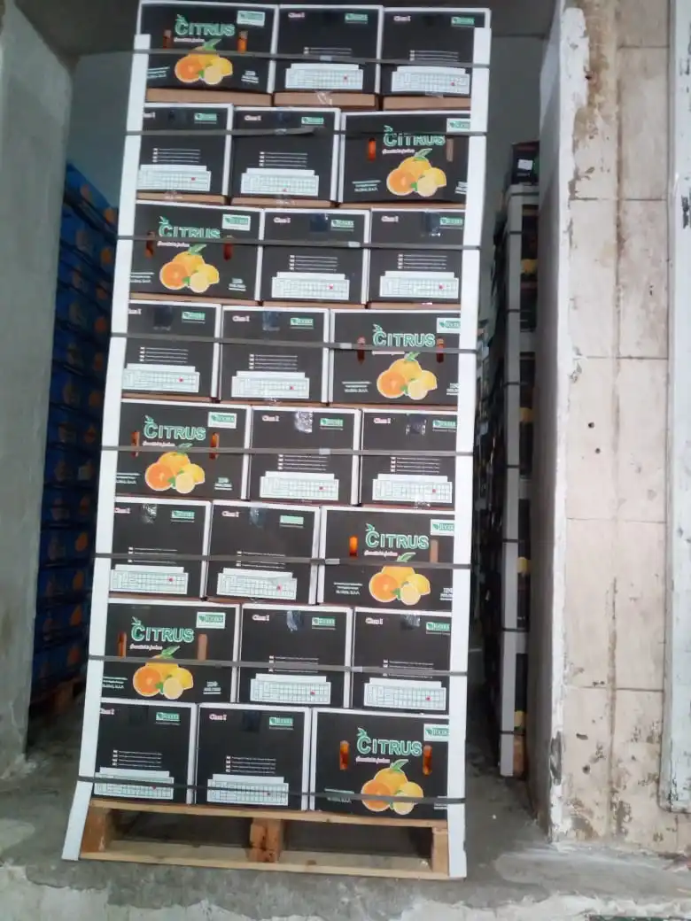 common fresh Egyptian orange