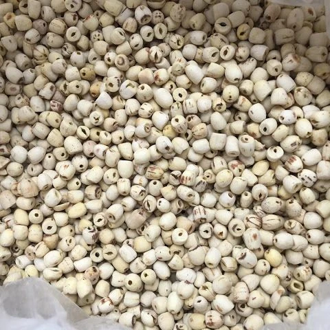 Вьетнамское происхождение 100% Натуральные Сушеные белые семена лотоса дешевая цена сельскохозяйственный продукт