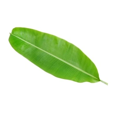 100% натуральные свежие банановые листья из Вьетнама по конкурентоспособной цене
