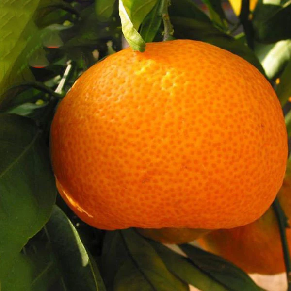 Сладкий клементин Средиземноморский оранжевый свежий урожай 2022