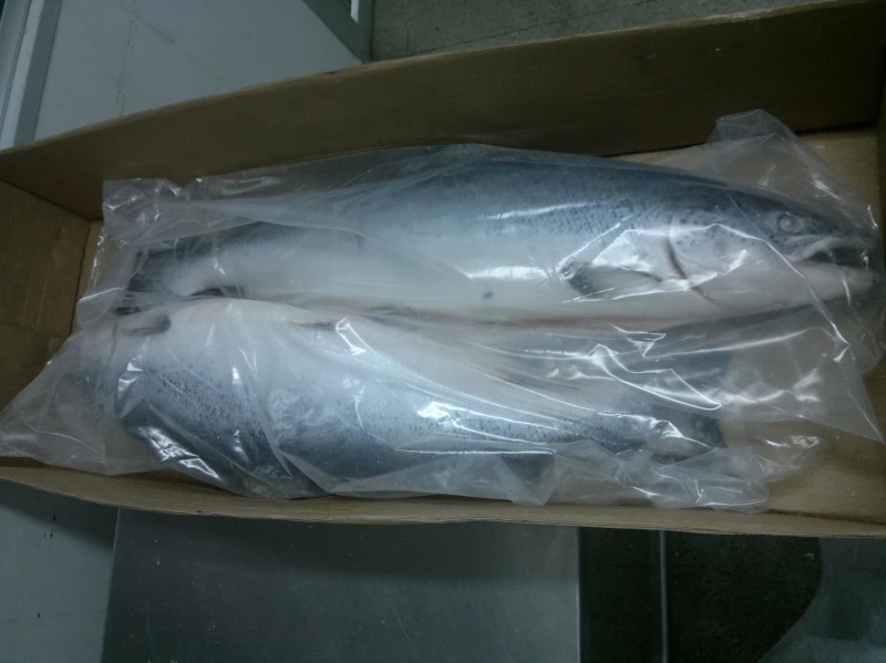 Norway Frozen Atlantic Salmon Trim D Skin on PBO fillet 5-6lb IVP Superior available at good rates