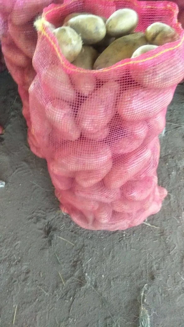 Сезон свежего картофеля 2022 для экспорта в Словению