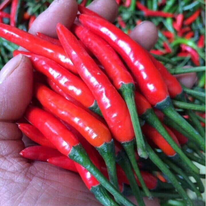 HOT RED CHILLY from VIETNAM with high quality and best competitive price 2023 (Wholesaler)