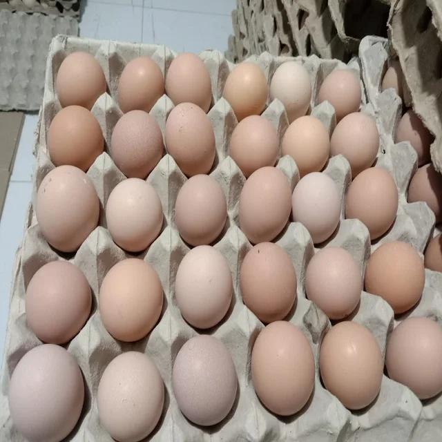 Оптовая продажа доступных свежих куриных и плодородных куриных яиц оптом
