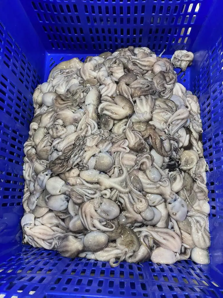 Замороженный осьминог, весь блок замороженный из Индии