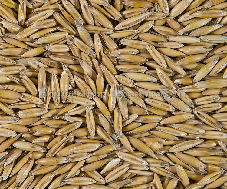 Oats 1-4 classes with worldwide delivery in grain carriers, covered wagons or containers wholesale, oats