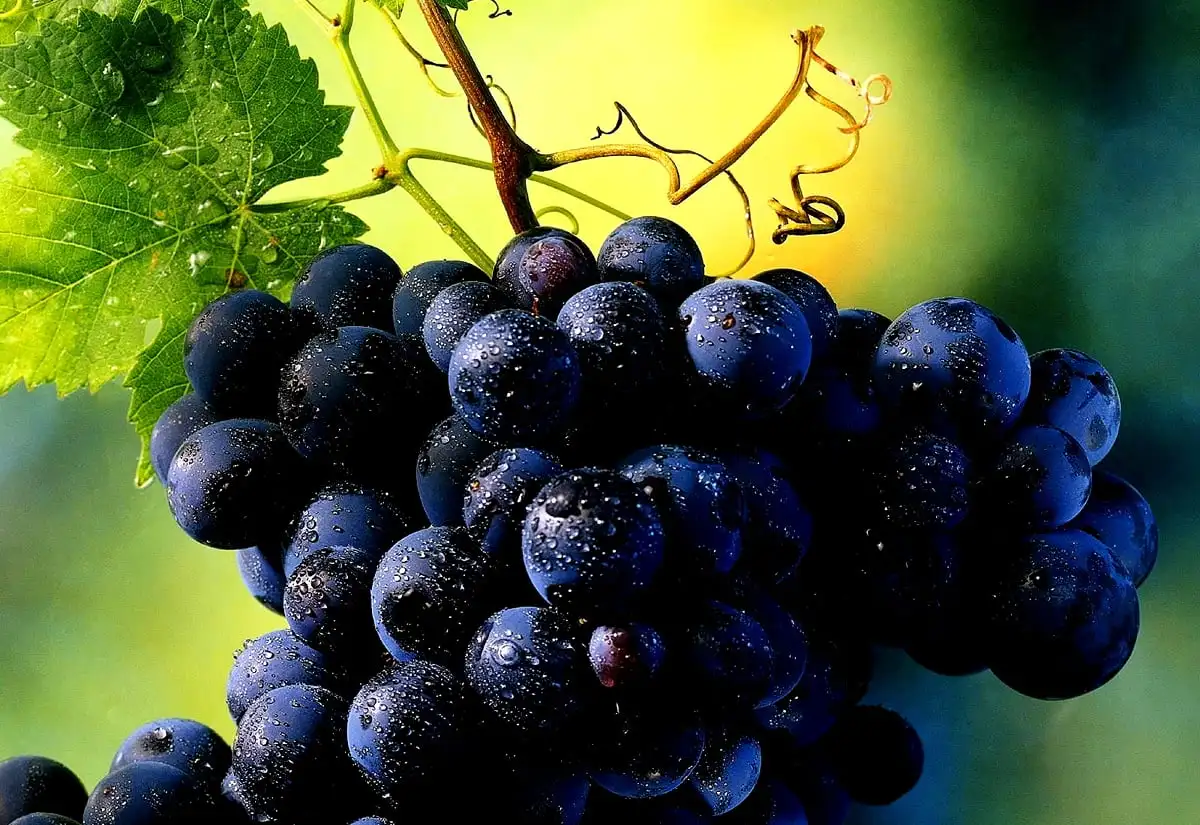 Треугольная бутылка grappa, Сделано в Италии, cl 70, Подарочная еда для ресторана