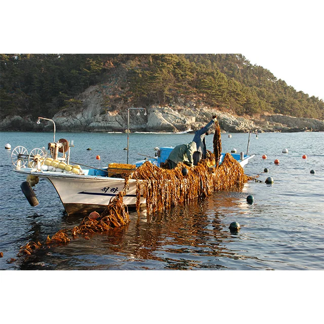 Portable Usable Fresh seaweed picked early in the morning created by nature Grown in deep waters Gijang seaweed product Chewy