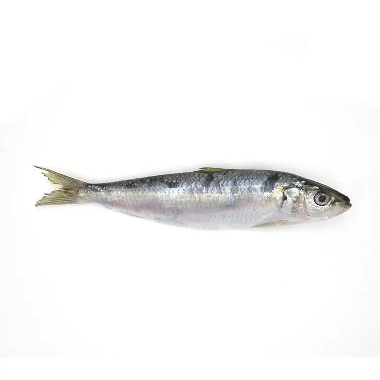 Frozen Sardine Fish, Wholesale From Russia.