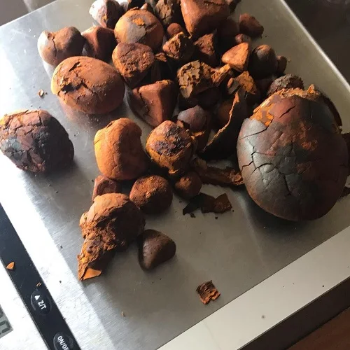 Ox Gallstones, Cow Gallstones, Cattle Gallstones