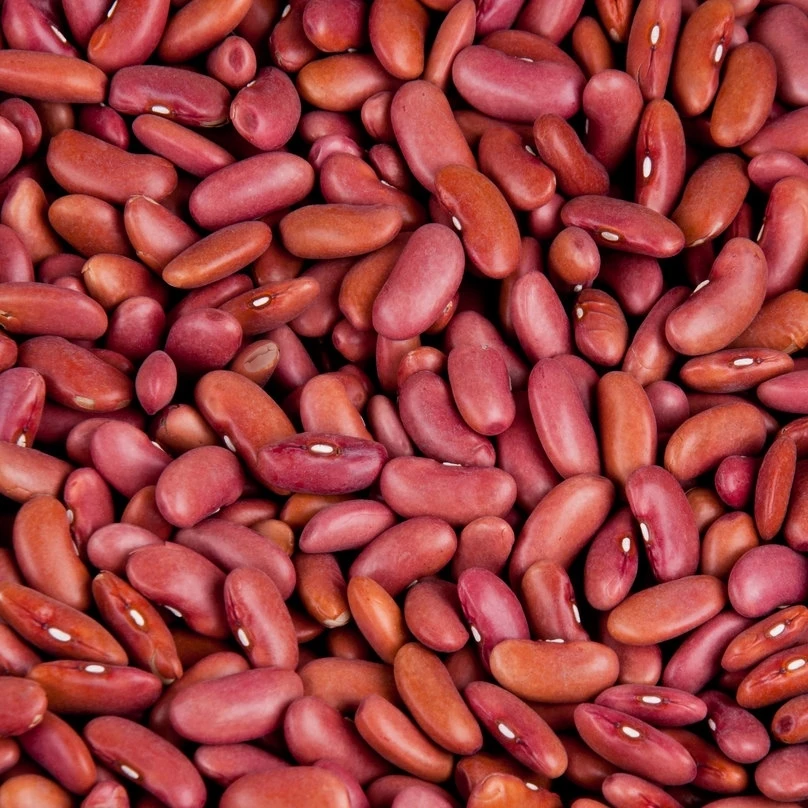 Organic High Quality Red Kidney  Kyrgyzstan Beans