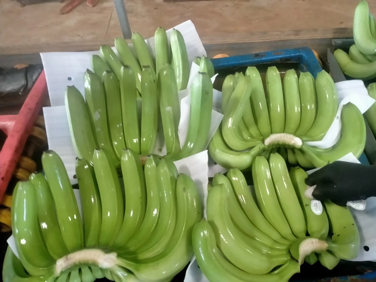 Оптовая продажа Cavendish Banana - 100% органический свежий банан из Вьетнама экспорт фруктов оптовая новейший урожай натуральный сладкий