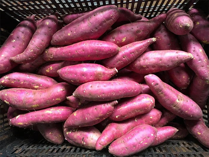 Картонные коробки общего типа культивирования 100% натуральный 170-450 кг сладкий картофель фиолетовый телесный Вьетнам с экспортным качеством