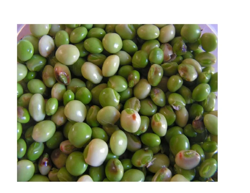 Best quality  Dried / Green Pigeon Peas from Peru