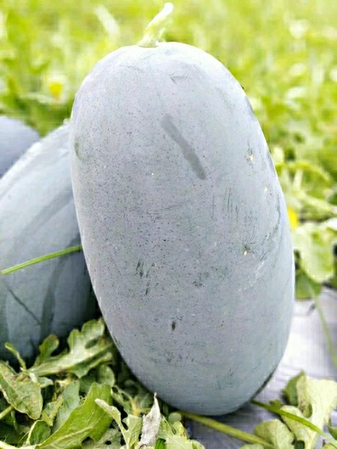 
F1 hybrid watermelon seeds big black oval fruit very sweet high yield multi-diseases resistance vegetable seeds 
