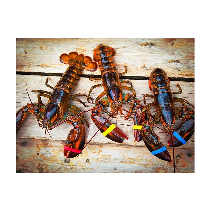 Seafood Fresh and Frozen Lobster, Lobster Tails For Sale..