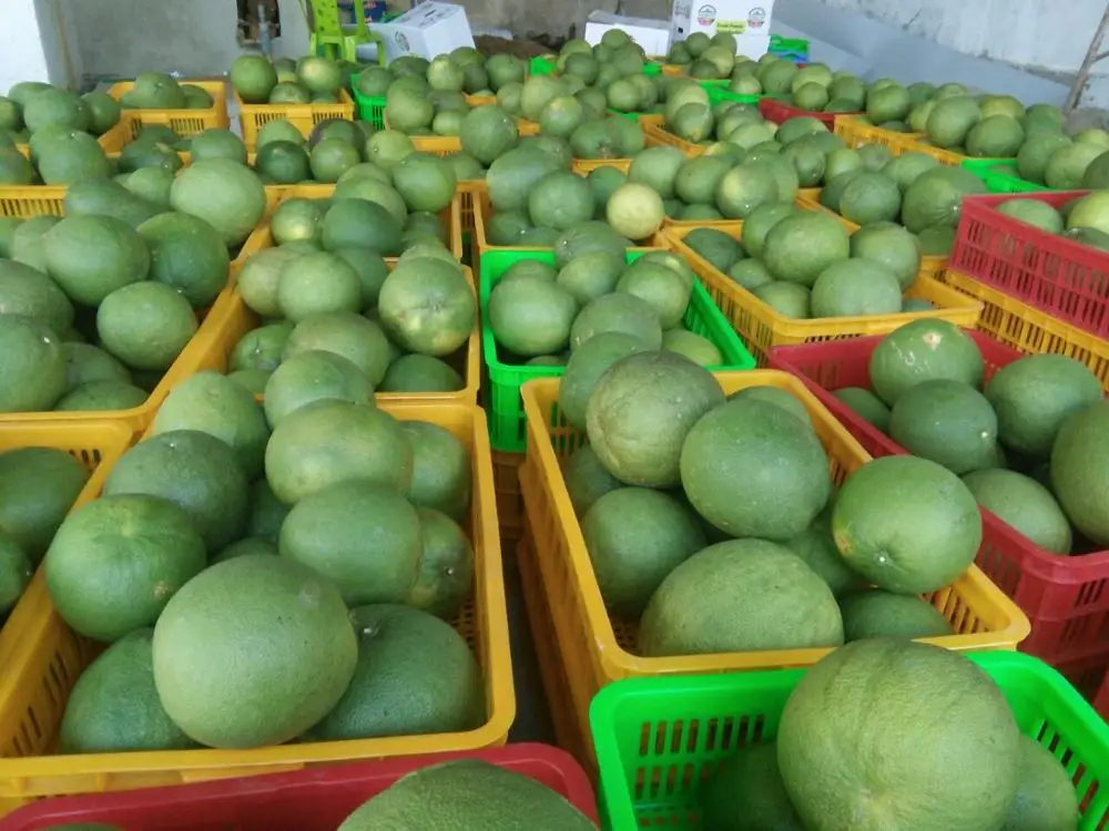 Good quality best price Vietnamese pomelo grapefruit 2021