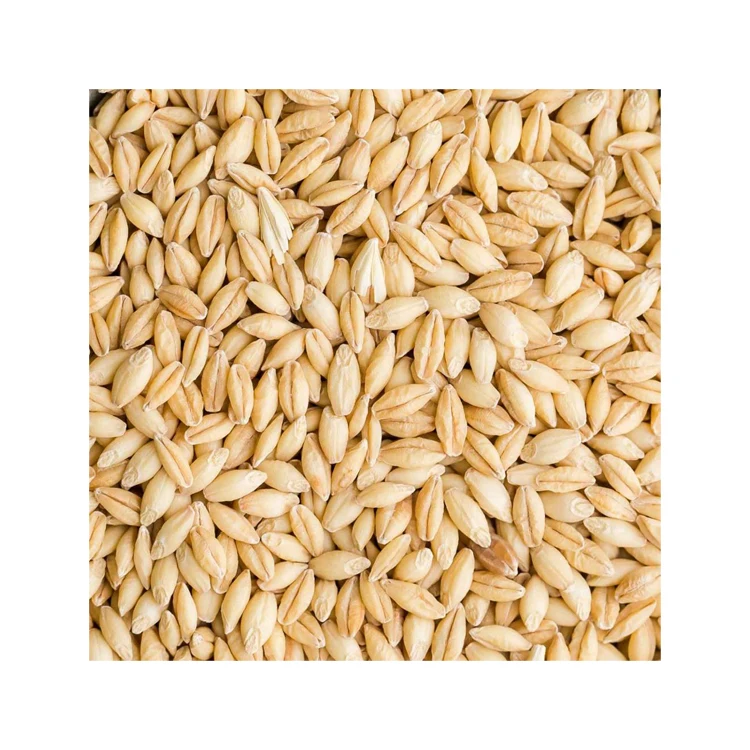 Best quality grade malt and feed barley grains low price