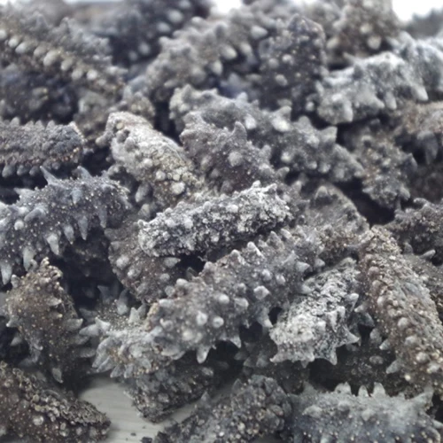 2021 Dried Sea Cucumber / White Teat Sea cucumber / Black Sand Sea cucumber