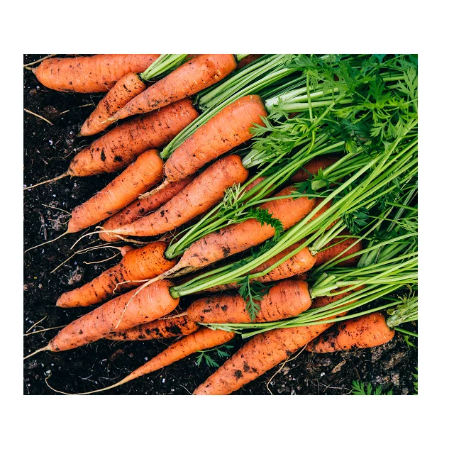 
Fresh Organic Best Quality Carrots In Wholesale Price 