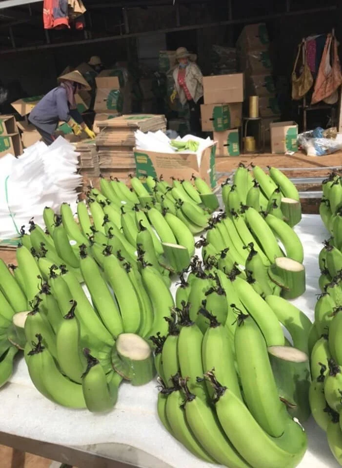 Viet Nam Supplier Organic VIETGAP Certification Green Fresh Cavendish Banana Fruit From