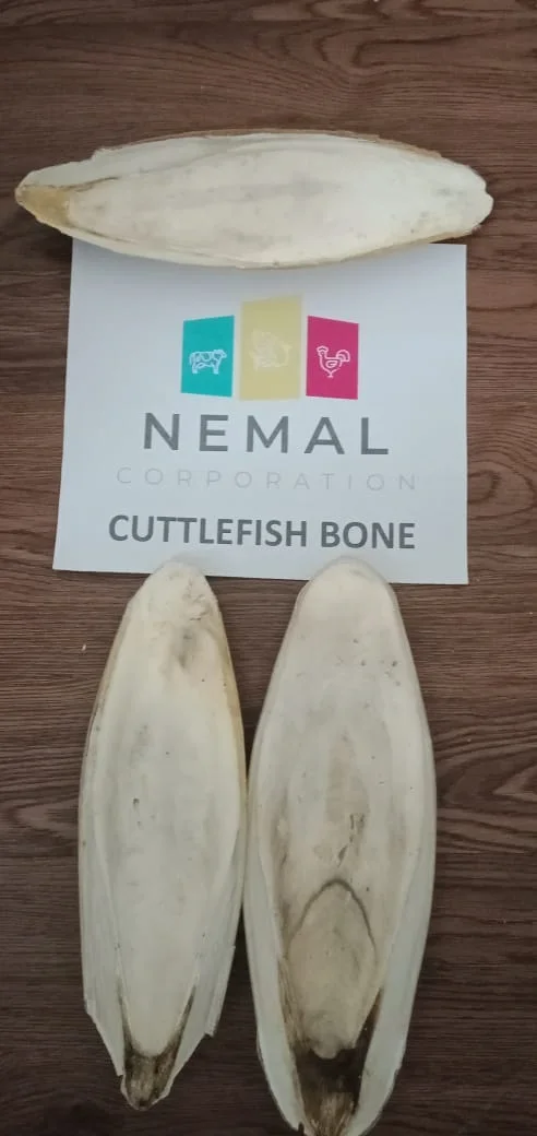 
Export Quality Cuttlefish Bone (Dried) 