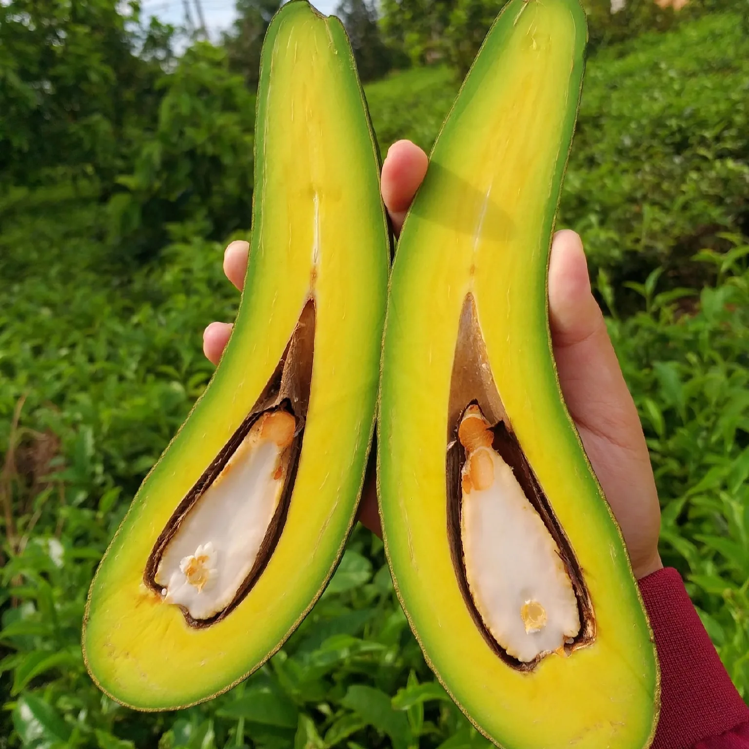  Свежий авокадо из Вьетнама для экспорта по конкурентоспособной цене высококачественный