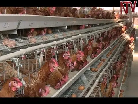 Живых цыплят слой для экспорта готов abbatoir