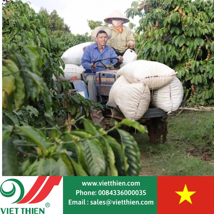 Высококачественный кофе Арабика по оптовой цене оптом для экспорта всему миру лучший вкус