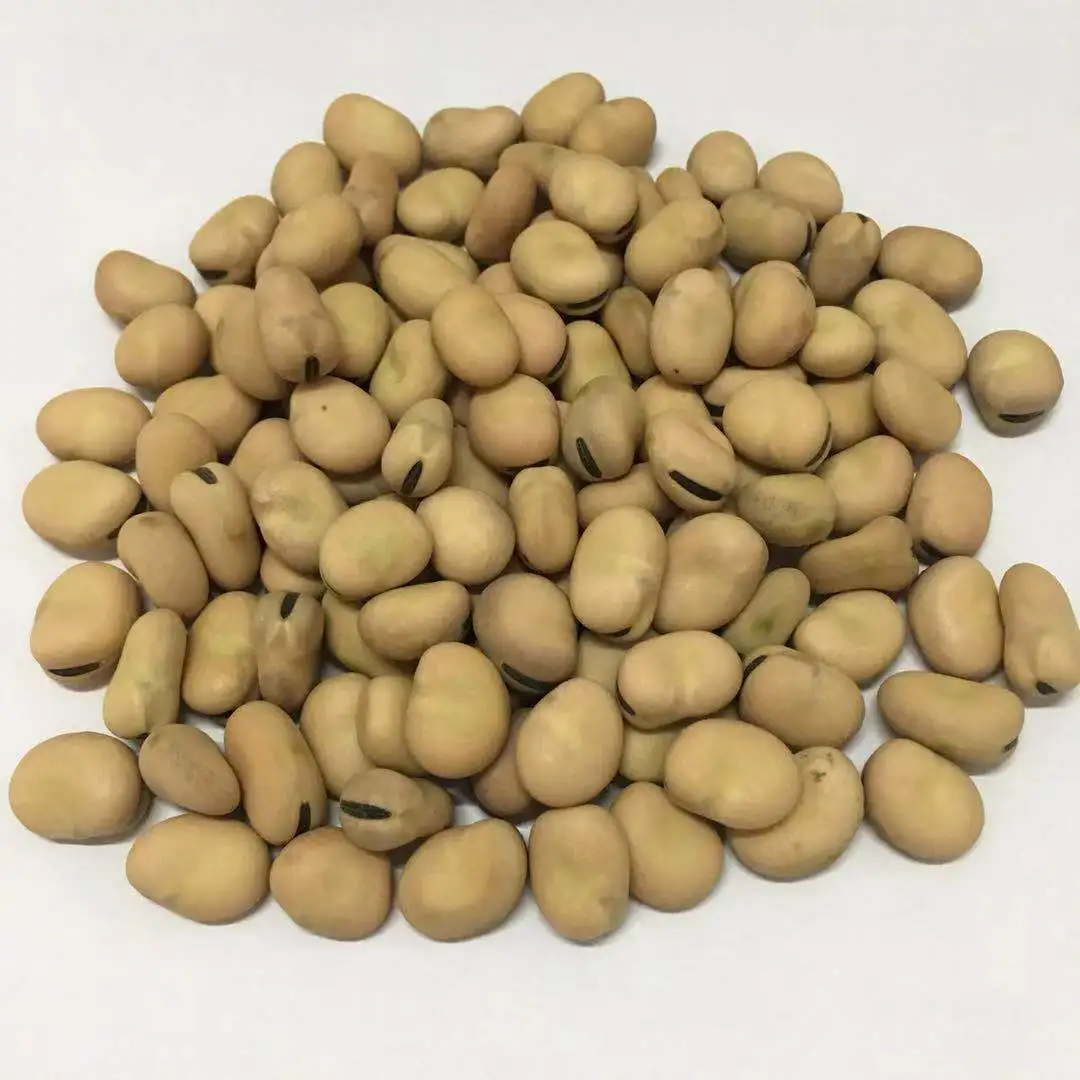 
Chinese cheap broad beans import 