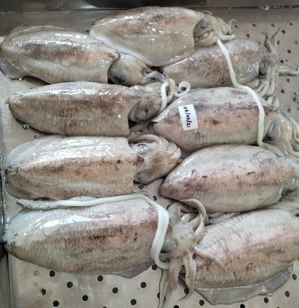 Frozen Cuttlefish whole block frozen from India