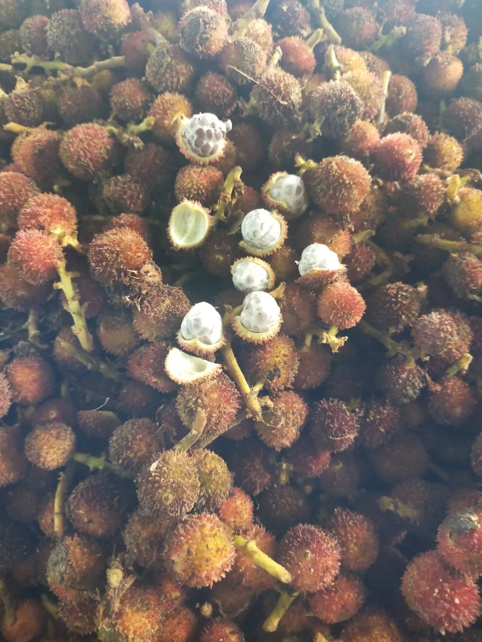 False Cardamom/ Organic Cardamom Seed/ Fructus Amomi From Vietnam