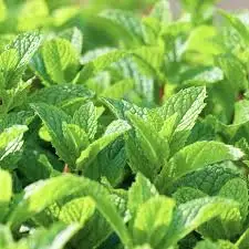 FRESH MINT LEAVES