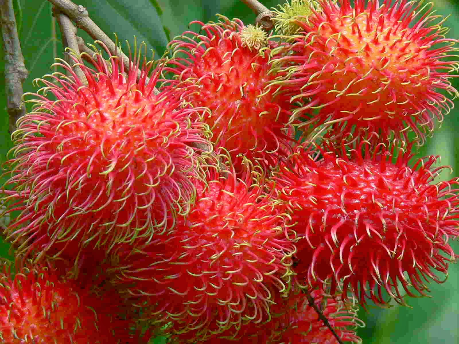 Свежие фрукты Rambutan, растущие во Вьетнаме, 100% Натуральные Сладкие тропические фрукты 0084359443043