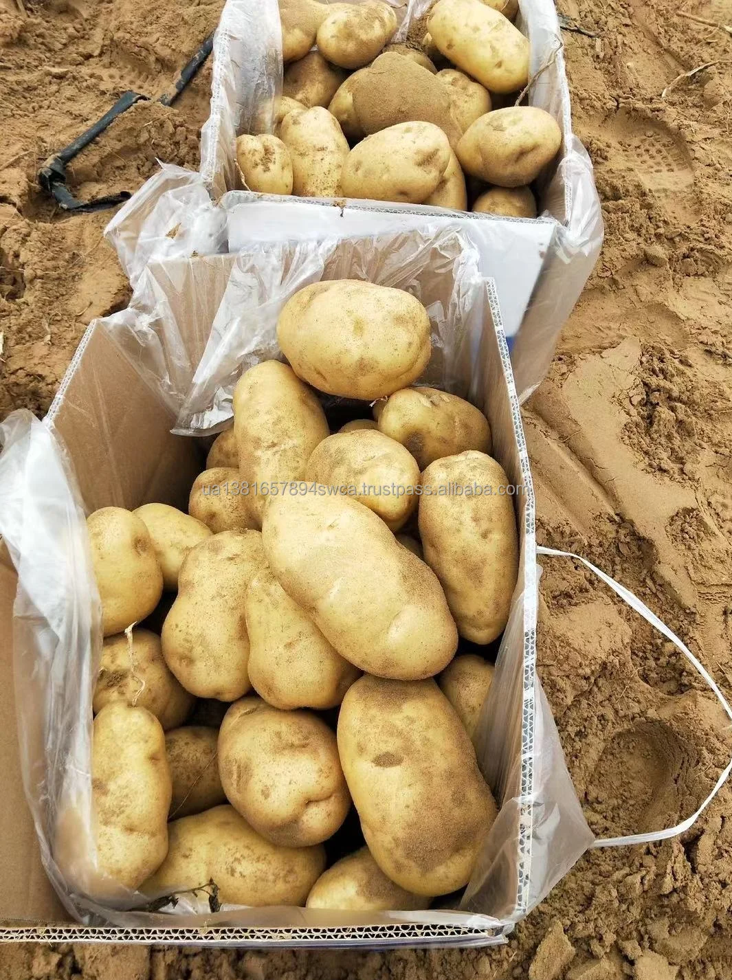 potatoes 5.jpg