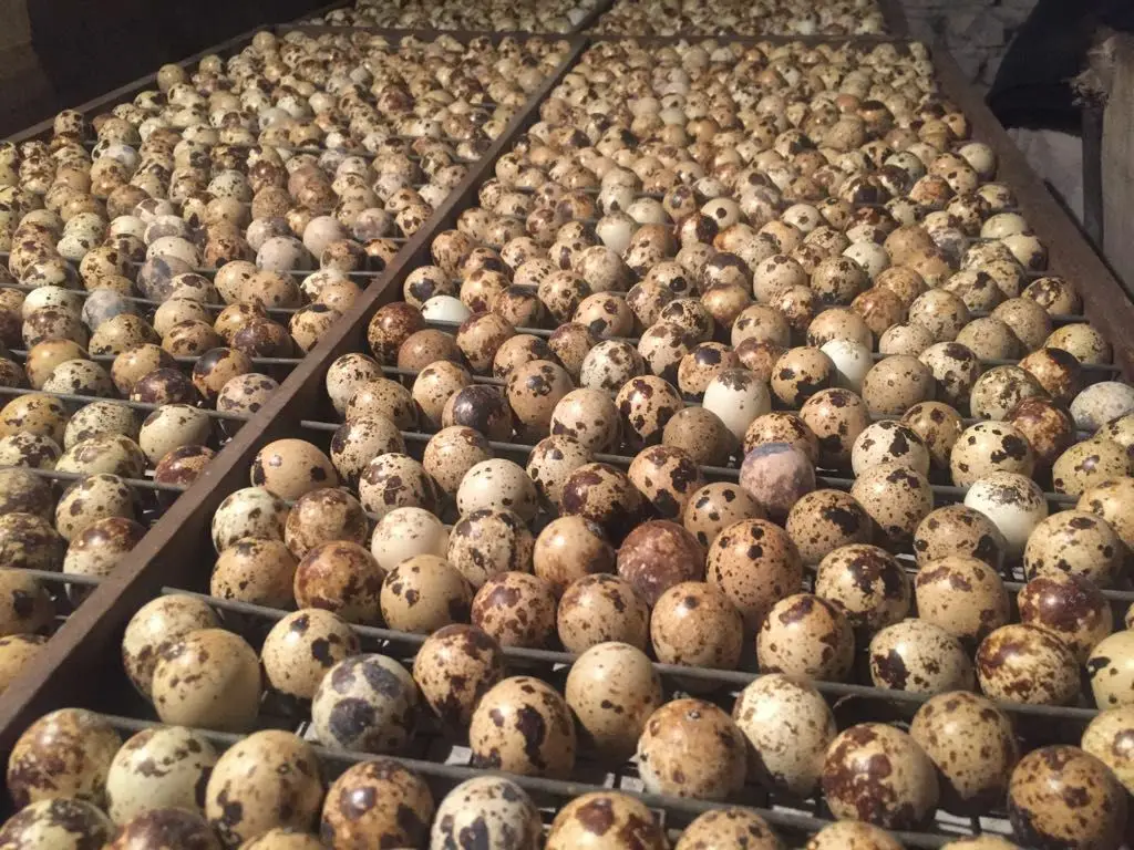 Premium Grade One Quail Eggs On Sale