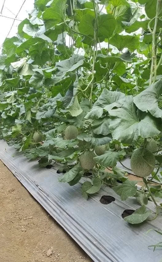 
Fresh catanloupe melon seeds 