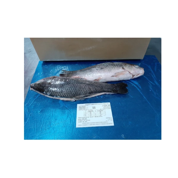 Wholesale Whole Frozen Rohu Fish Price for Sale