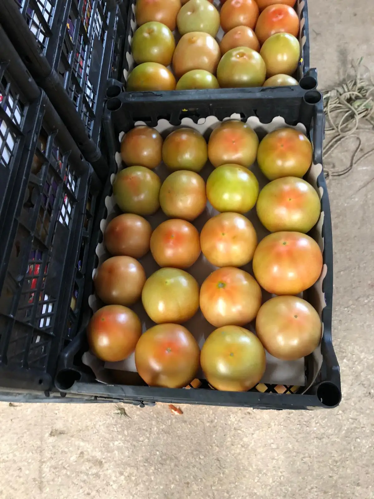 Durable Red Green Fresh Tomatoes Mature Tomato Best Quality For Wholesale Quick Response Good Price from TURKEY